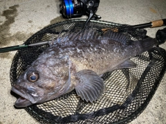 クロソイの釣果