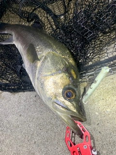 フッコ（マルスズキ）の釣果