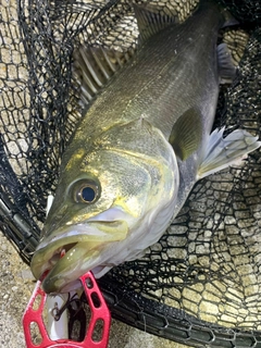 フッコ（マルスズキ）の釣果