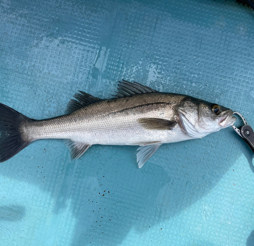 スズキの釣果