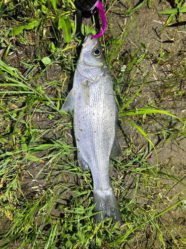 ヒラスズキの釣果