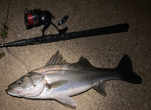 シーバスの釣果