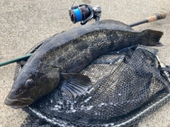 アイナメの釣果