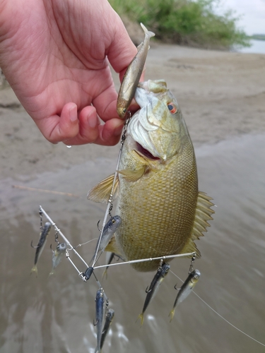 スモールマウスバスの釣果