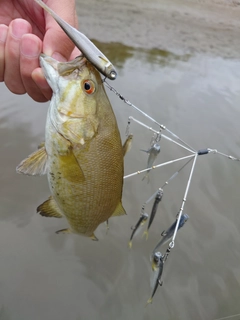 スモールマウスバスの釣果