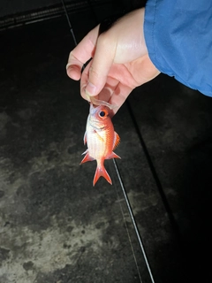 ミナミキントキの釣果