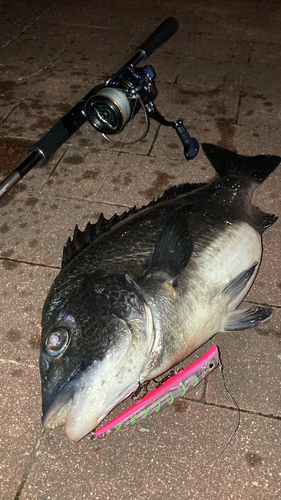 クロダイの釣果