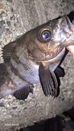 メバルの釣果