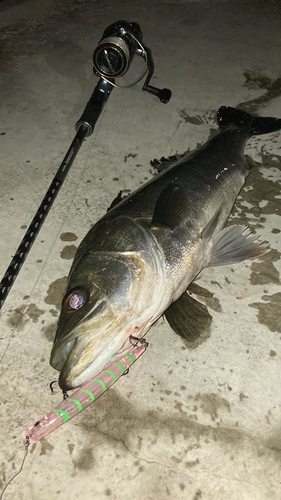 シーバスの釣果