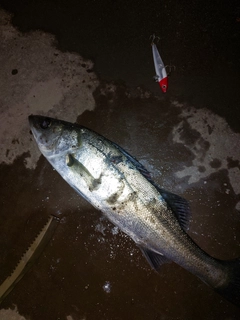 セイゴ（マルスズキ）の釣果