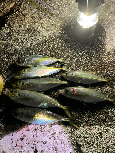 アジの釣果