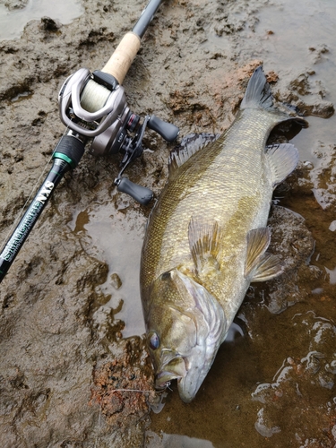 スモールマウスバスの釣果