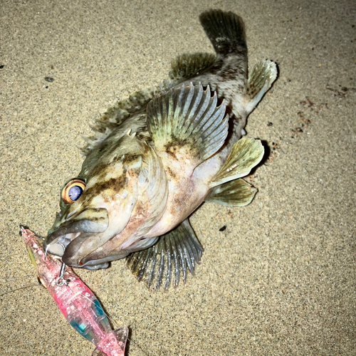 クロソイの釣果