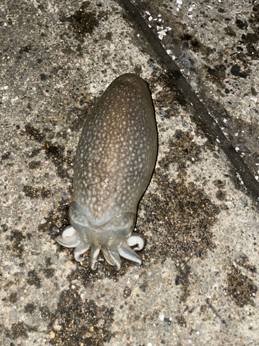 シリヤケイカの釣果