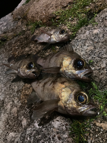 クロメバルの釣果