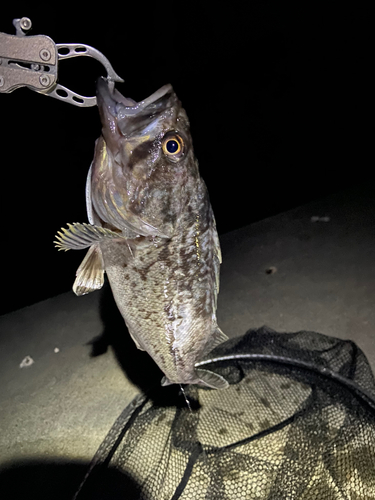 クロソイの釣果