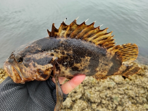 ベッコウゾイの釣果