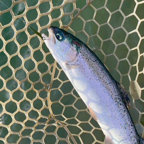 ニジマスの釣果