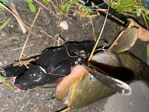 ナマズの釣果