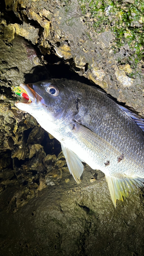 キビレの釣果