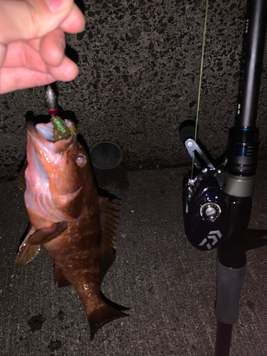 アコウの釣果