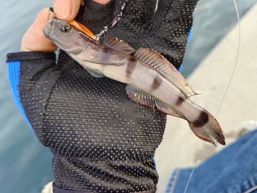 リュウグウハゼの釣果