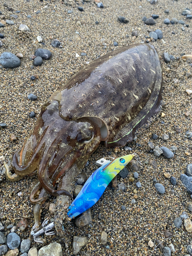 モンゴウイカの釣果