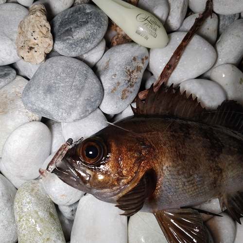 シロメバルの釣果