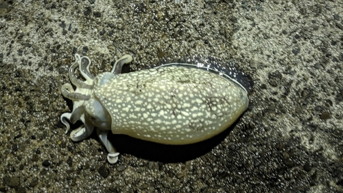 シリヤケイカの釣果