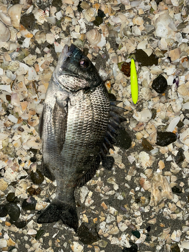 クロダイの釣果