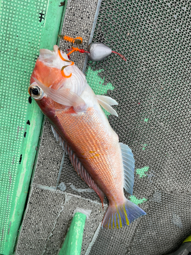 アカアマダイの釣果