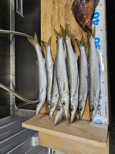 カマスの釣果