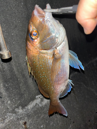 タイの釣果