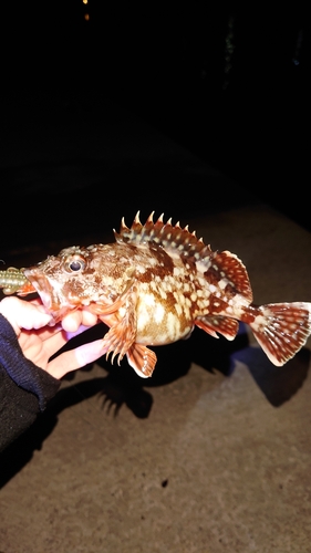 カサゴの釣果