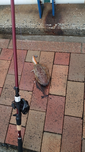 日明海峡釣り公園