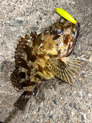 カサゴの釣果