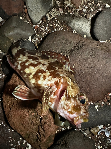 カサゴの釣果