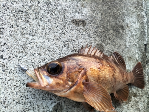 アカメバルの釣果