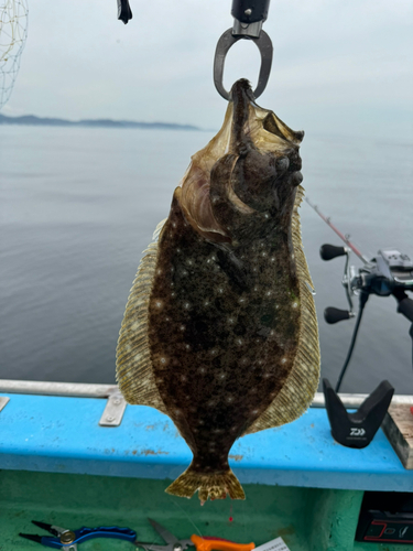 ヒラメの釣果