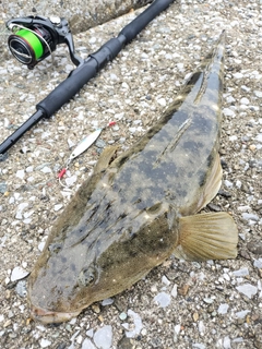 マゴチの釣果