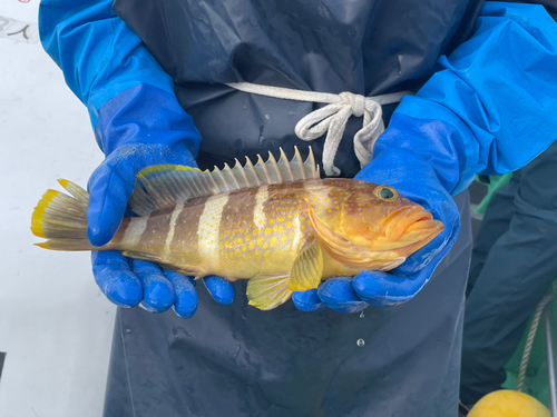 アオナの釣果