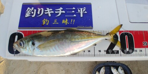 アジの釣果