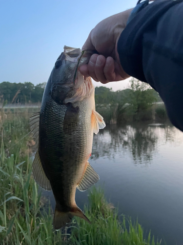 ラージマウスバスの釣果