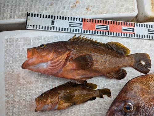 アコウの釣果