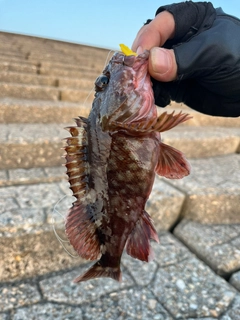 カサゴの釣果