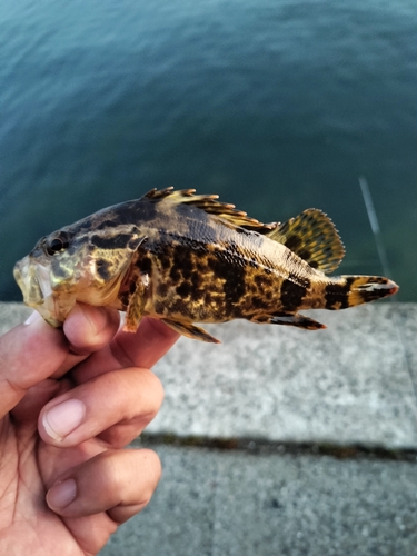 タケノコメバルの釣果