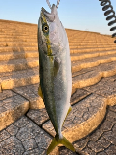 フクラギの釣果