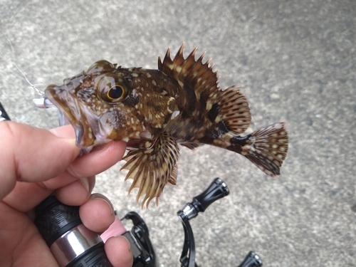 カサゴの釣果