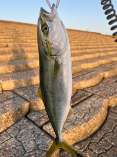 フクラギの釣果