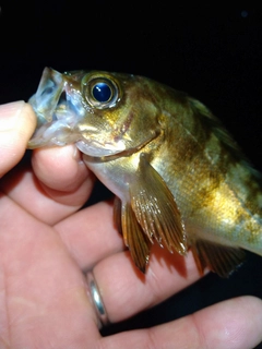 メバルの釣果